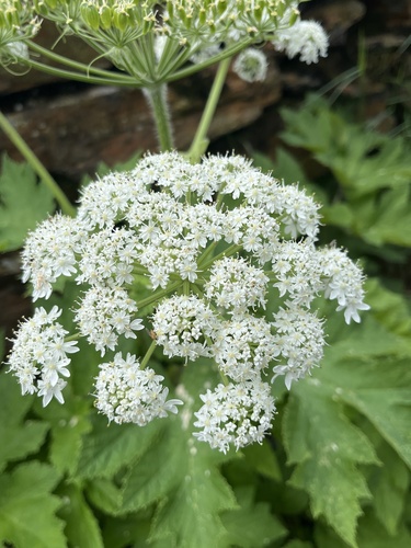 common cowparsnip