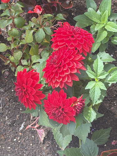 Garden Dahlia