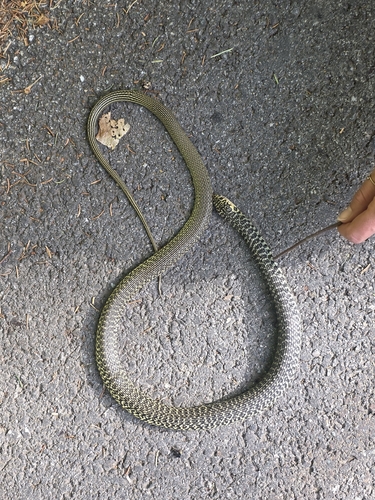 Green Whip Snake