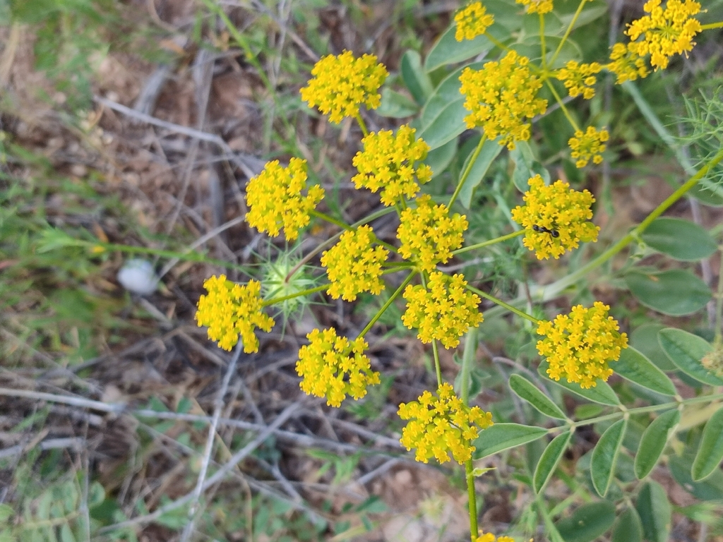 Leiotulus pastinacifolius