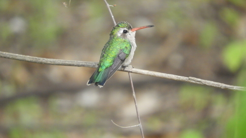 Glittering-bellied Emerald