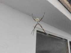 Argiope argentata