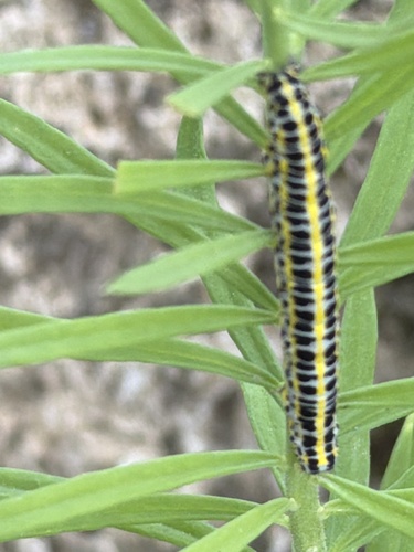 Toadflax Brocade Moth