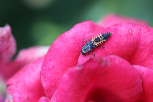 Asiatischer Marienkäfer