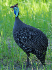 Numida meleagris mitratus