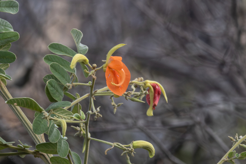Harpalyce brasiliana, 2026-06-06