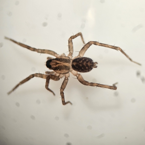 Pirata aspirans