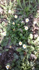 Bellis perennis