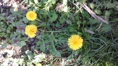 Taraxacum