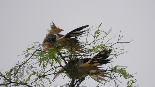 Guira Cuckoo