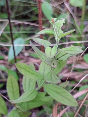 Image of Schwalbea americana by (c) Scott Allen Davis, some rights reserved (CC BY)