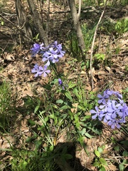 Phlox divaricata