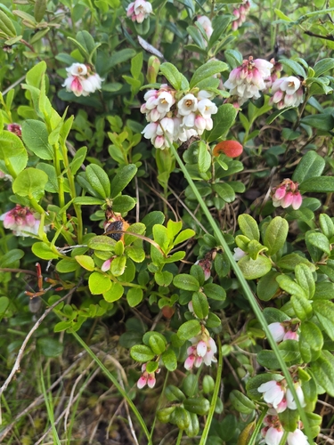 Lingonberry
