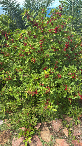 Brazilian pepper
