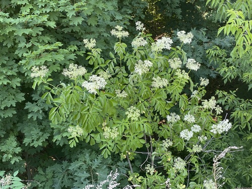 American black elderberry