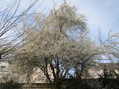 Prunus cerasifera