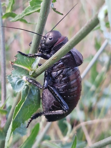 Bronze Glandular Bush-cricket