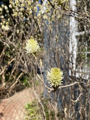 Fothergilla