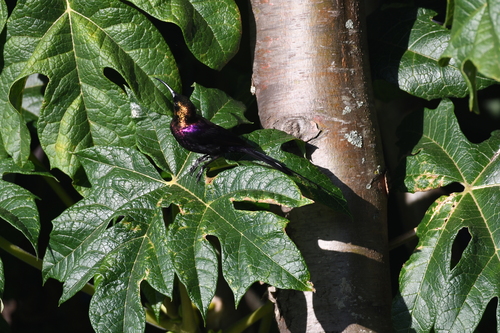 iNaturalist image