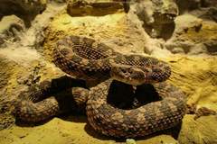 Bothrops pictus