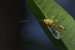 Xanthopimpla punctata