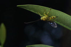 Xanthopimpla punctata