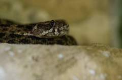 Bothrops pictus