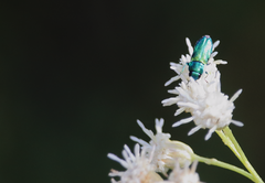 Bilyaxia concinna