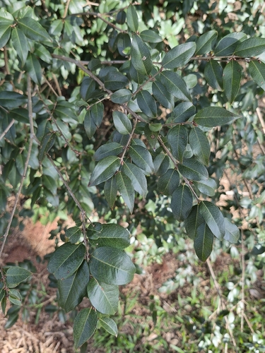 Plinia cauliflora