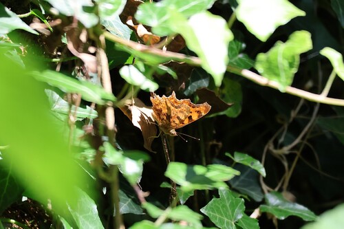 European Comma