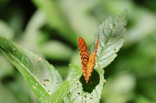 Silver-washed Fritillary