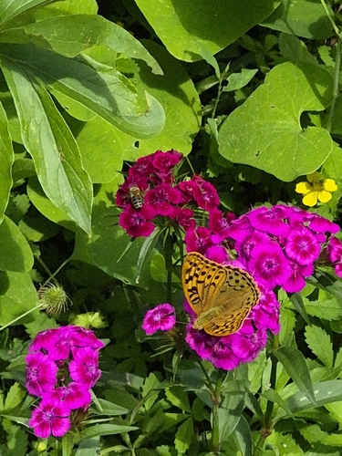 Cardinal Butterfly