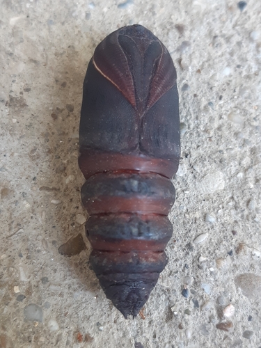 Great Peacock Moth
