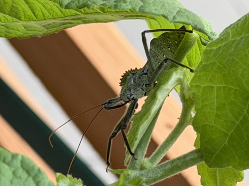 Featured image for “North American Wheel Bug”