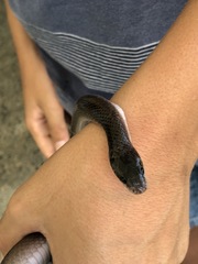 Pseudoboa neuwiedii