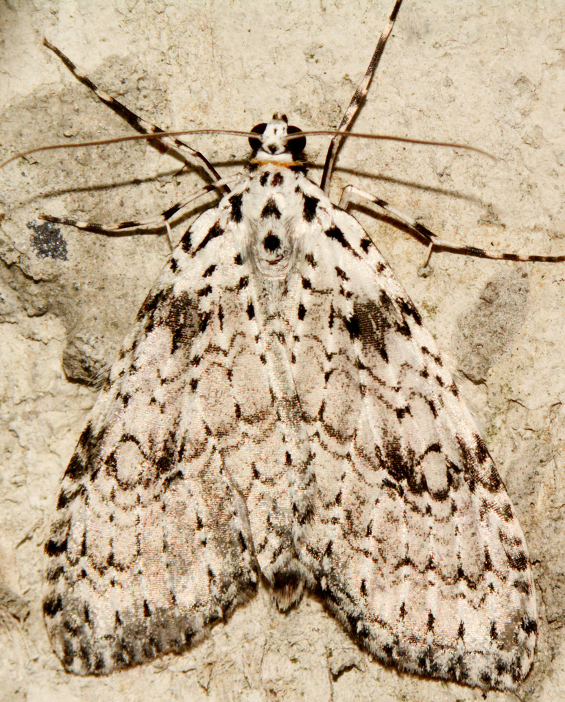 Graphidipus puncticulata