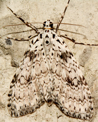 Graphidipus puncticulata