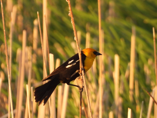 Yellow-headed Blackbird