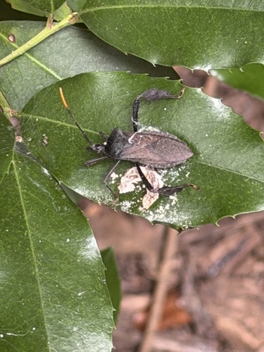 Featured image for “Giant leaf-footed bug”