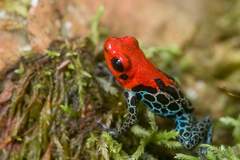 Ranitomeya reticulata