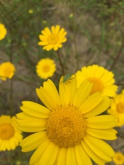 Closterotomus norwegicus