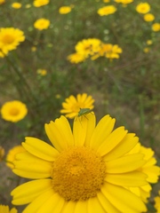 Closterotomus norwegicus