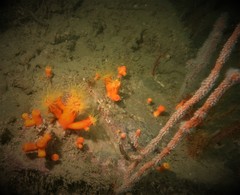 Dendrophyllia arbuscula