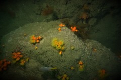 Dendrophyllia arbuscula