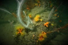 Dendrophyllia arbuscula