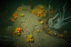 Dendrophyllia arbuscula