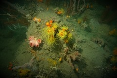 Dendrophyllia arbuscula