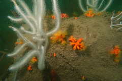 Dendrophyllia arbuscula