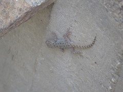 Cyrtopodion scabrum