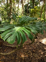 Monstera deliciosa